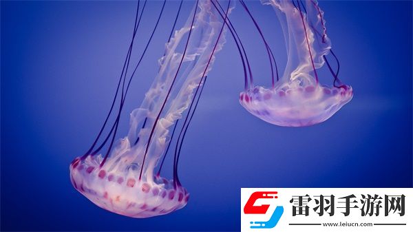 國產(chǎn)無人區(qū)碼卡功能齊全
