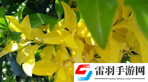 歐洲lv尺碼大：尺碼知多少？歐洲LV尺碼大解析！