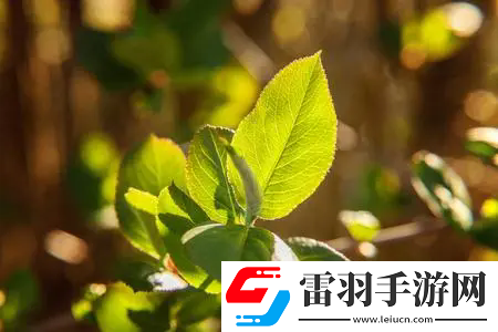 豐年經(jīng)繼拇中文3優(yōu)惠活動(dòng)：核心內(nèi)容、參與方式以及如何最大化利用！