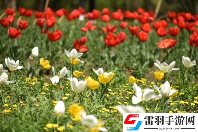 單身男女觀看免費完整版：光影重現(xiàn)的神秘視界，享受前所未有的視覺盛宴！