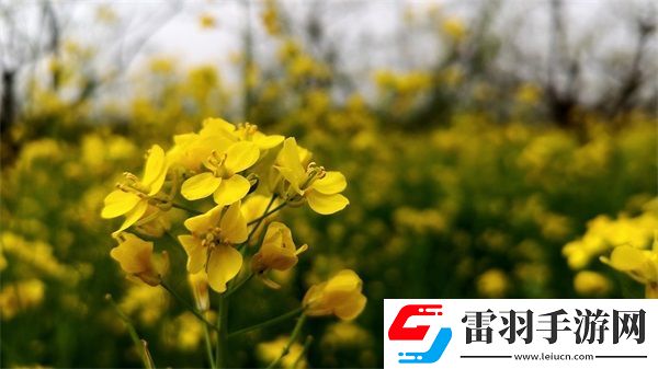 一個(gè)下面添一個(gè)上面是什么字