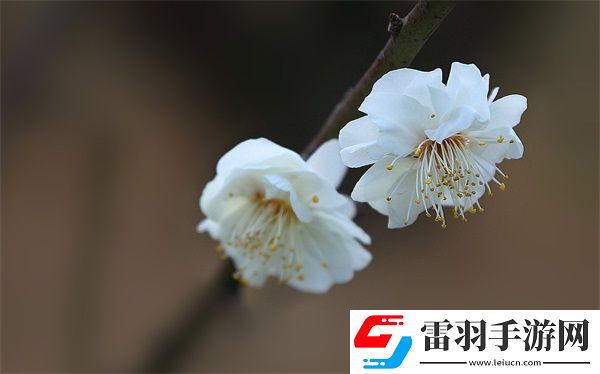 九幺高危風(fēng)險(xiǎn)9.1免費(fèi)版動(dòng)漫版