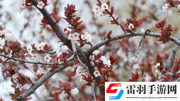 升溫1V.1H類似