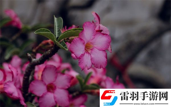 西方47大但人文藝術(shù)
