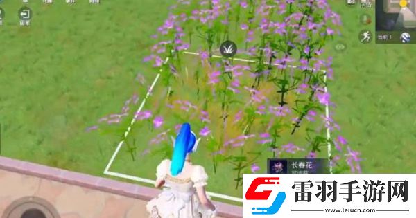和平精英花圃種子在哪買(mǎi)