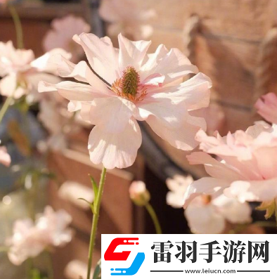2020只剩二個(gè)月致自己的心情說(shuō)日子晃晃悠悠又一年