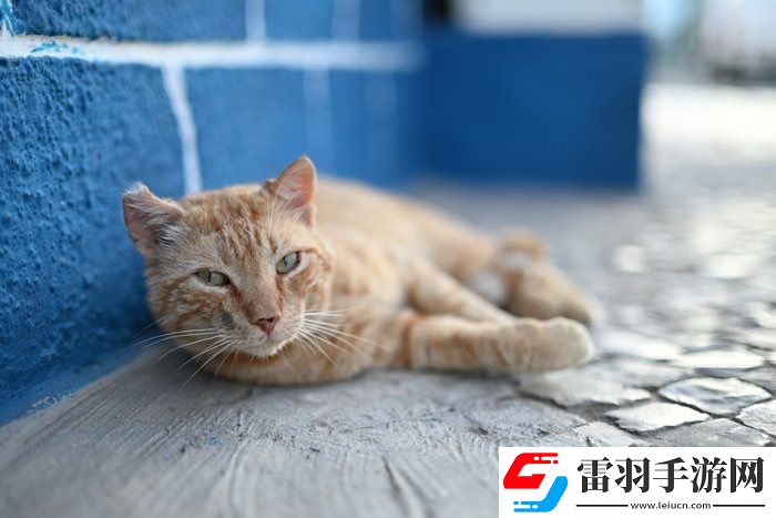 高性價比掛機、卓越成像尼克爾Z50mmf