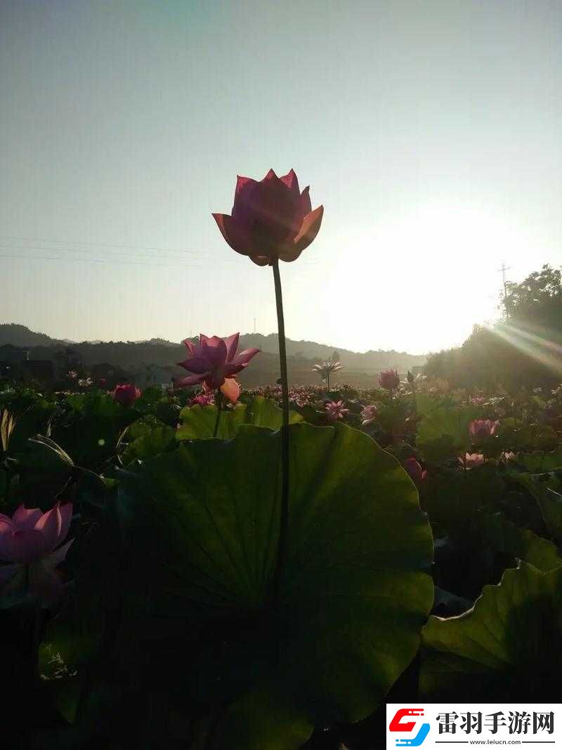 女性蓮花開癥狀圖片及相關(guān)解析