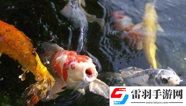 一夾一放怎么放和錦鯉吸水區(qū)別是什么
