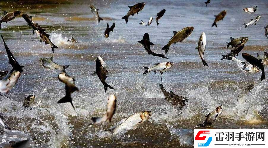 捕魚來了