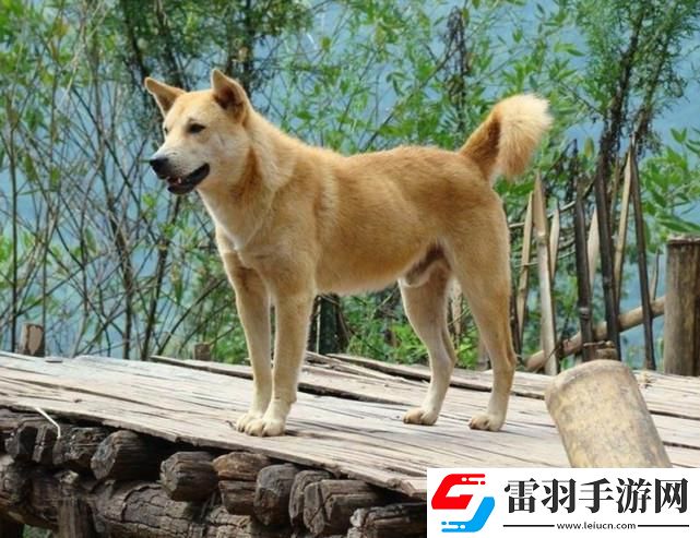 “哎呦喂