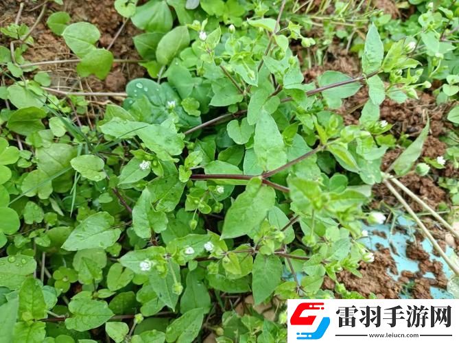 春天里的“老張秘籍”