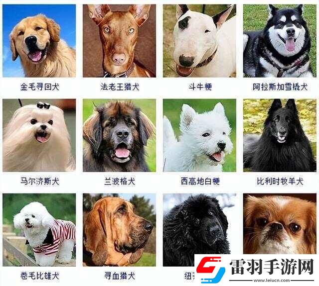 狗界風(fēng)云