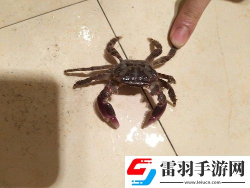 女性夢見抓螃蟹