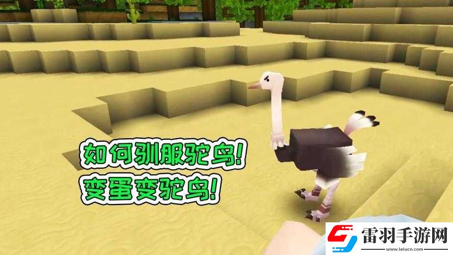 迷你世界鴕鳥繁殖秘笈