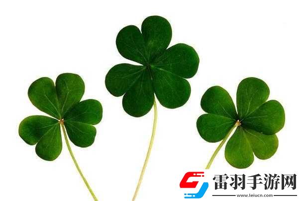 四葉草歐洲和國產(chǎn)區(qū)別