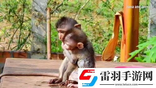 膏藥猴