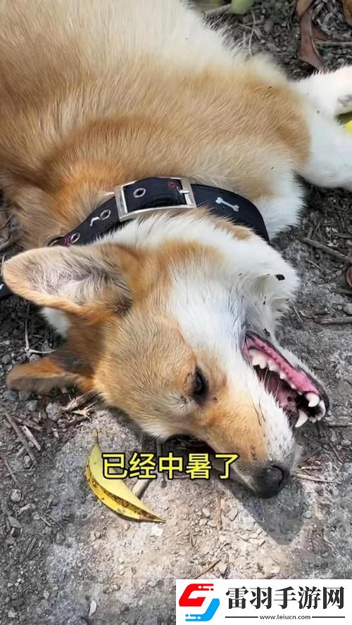 狗鏈奇緣