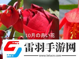 探索秋紅含義