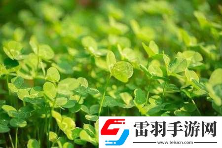 春天的三葉草