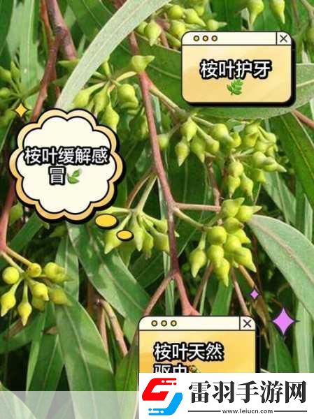 探秘自然奇趣手游玩家也能成為生態(tài)小達(dá)人！——桉樹(shù)葉背后的美食家揭秘