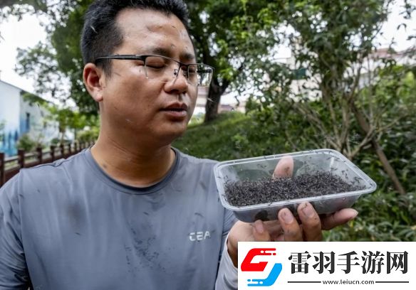 廣州一村每周放出30萬只絕育蚊子