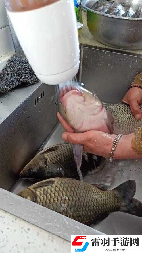 鯉魚喝水絕技真能提升女性魅力嗎