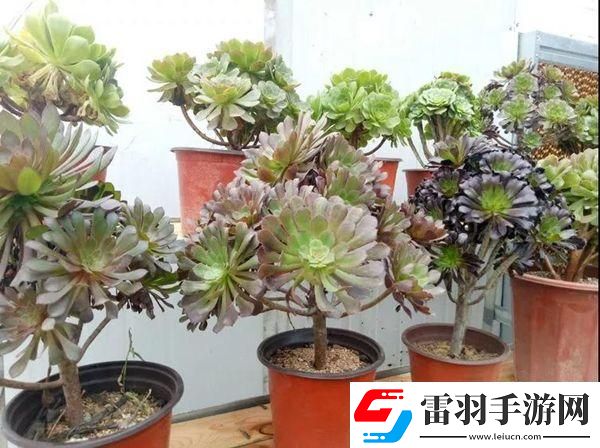 暗黑破壞神4球狀閃電流法師構(gòu)筑詳解