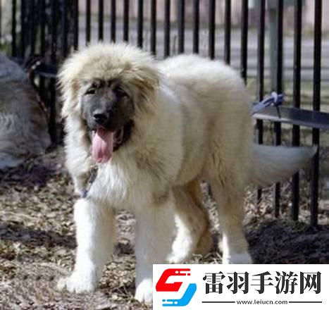 高加索犬杰曼血系