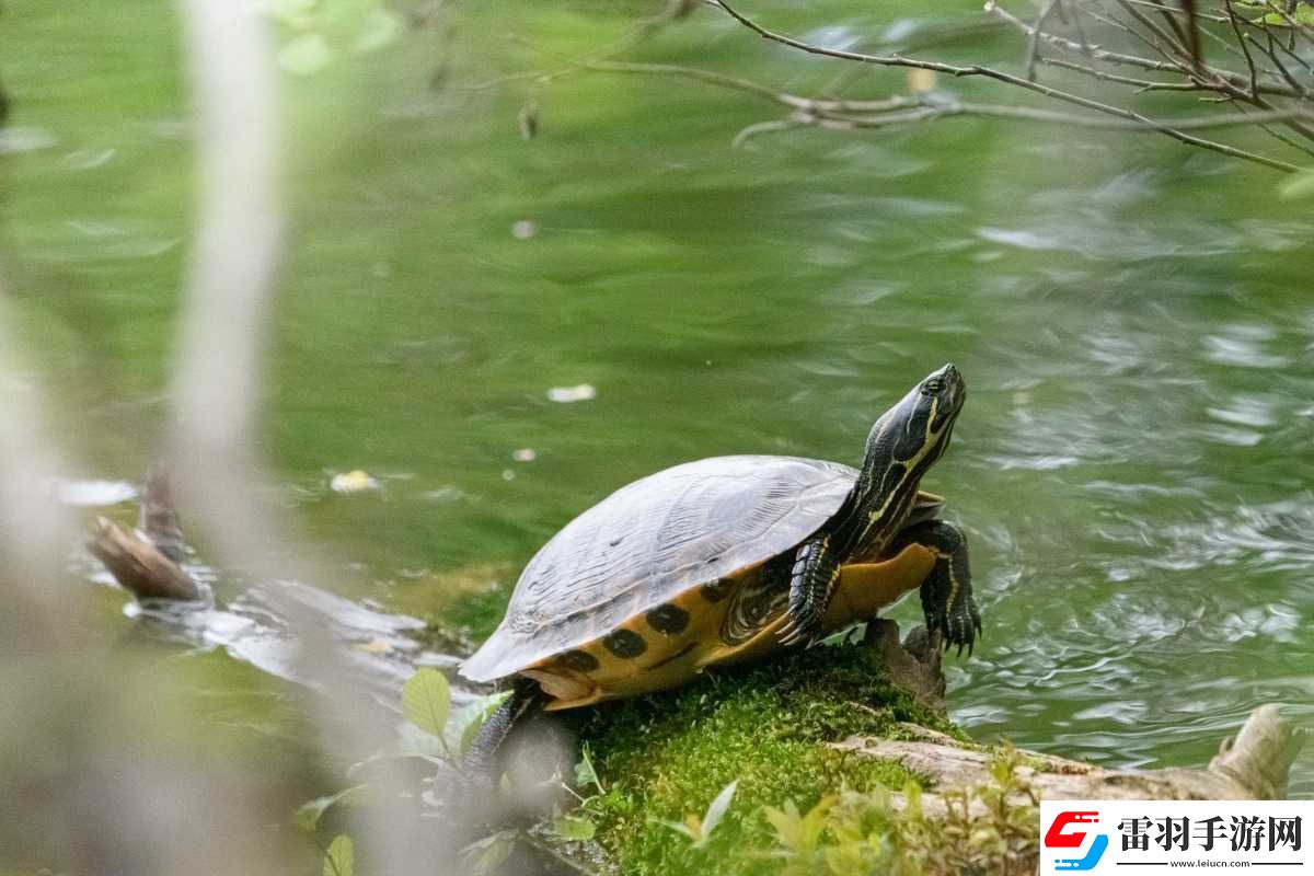 13277日本大膽
