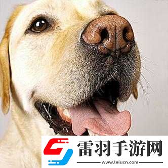 伸舌頭快速喘氣的奇特表現(xiàn)
