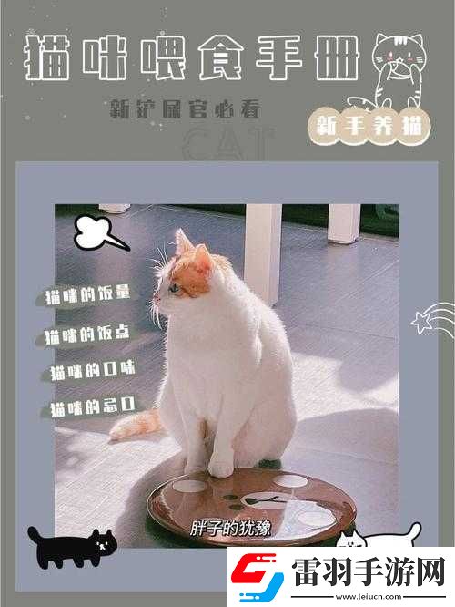饑餓貓咪覓食攻略