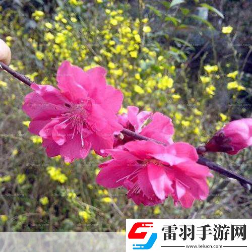 櫻花草網(wǎng)