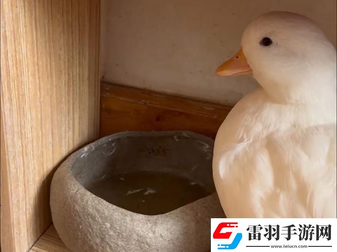 鴨子界的勞模傳奇