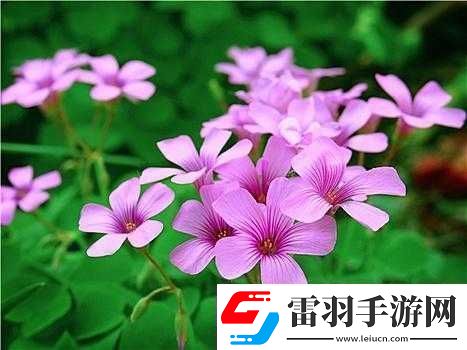 三葉草