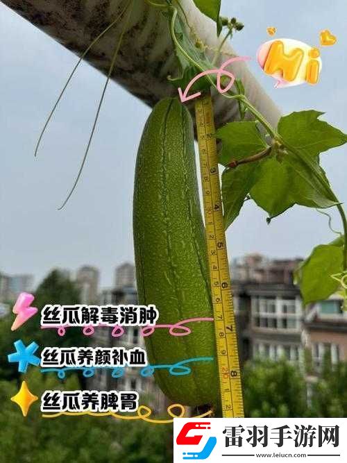 絲瓜