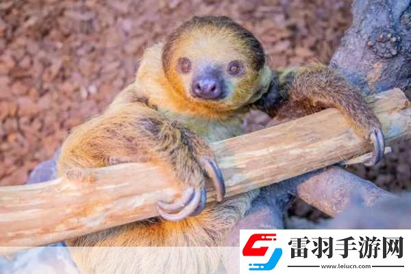 動物朋友大觀園新情報曝光萌寵世界等你探索！
