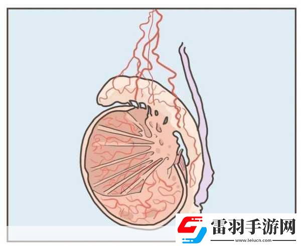 蛋蛋立了長(zhǎng)什么樣子呢