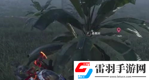 七日世界香蕉怎么采集