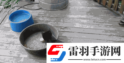 求貓咪最新地域網名