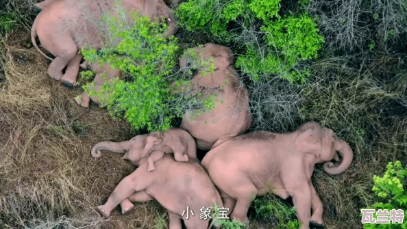 已滿18點(diǎn)比轉(zhuǎn)入大象