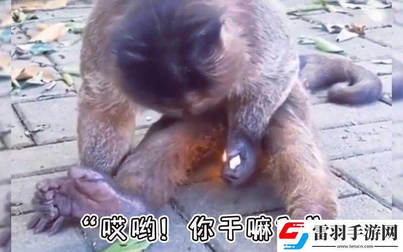 麻花豆傳