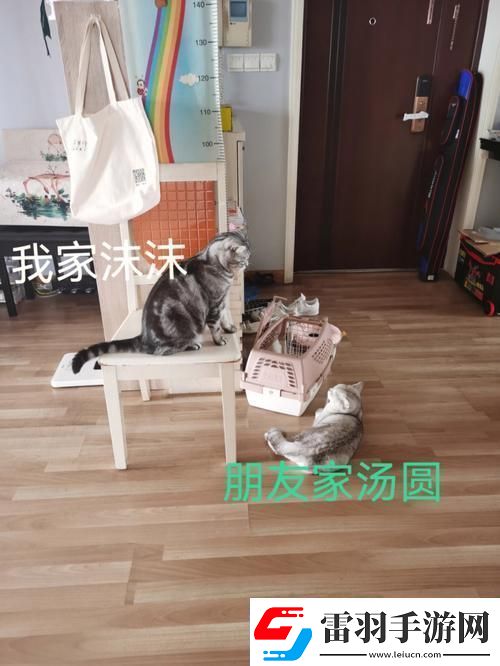 “串門偶得”