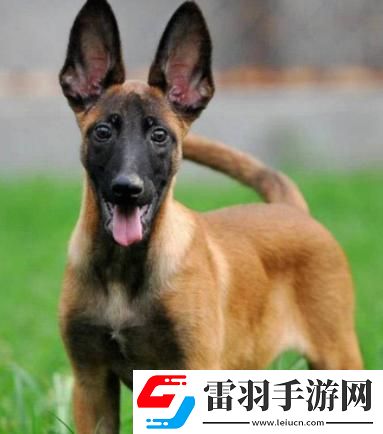 “Zoom馬狗”狂潮來(lái)襲