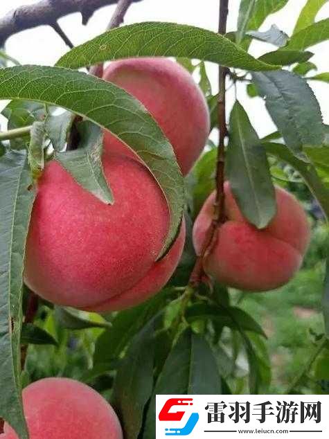 蒙陰蜜桃
