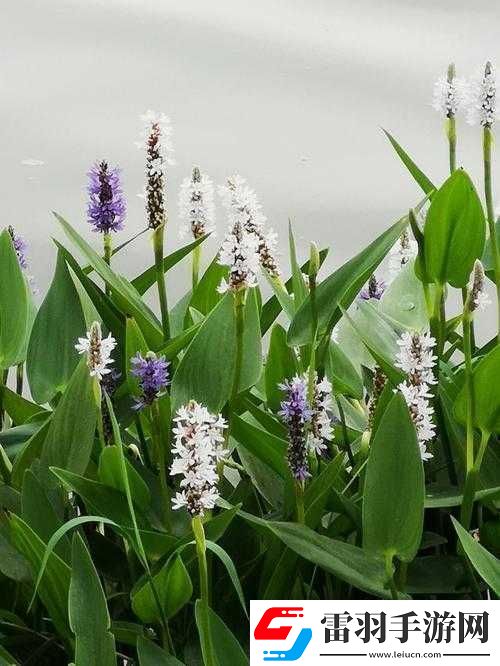 在江南水鄉(xiāng)探索百草花園的奧秘這些能動的植物你見過嗎