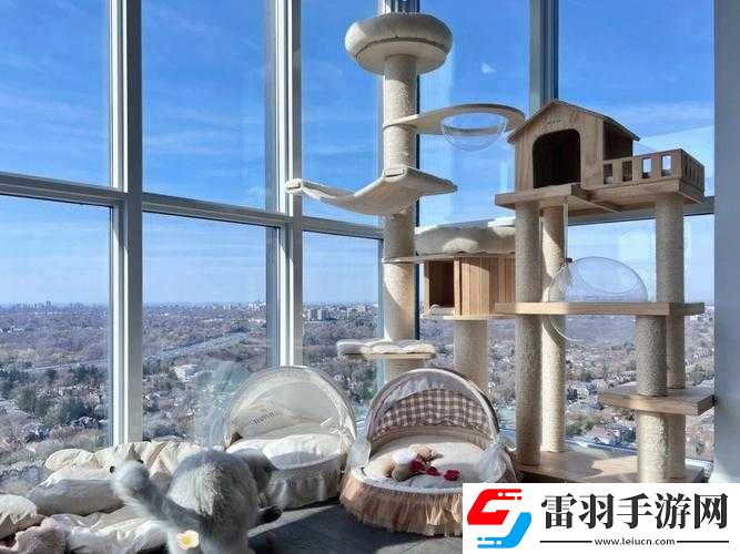 貓咪社交