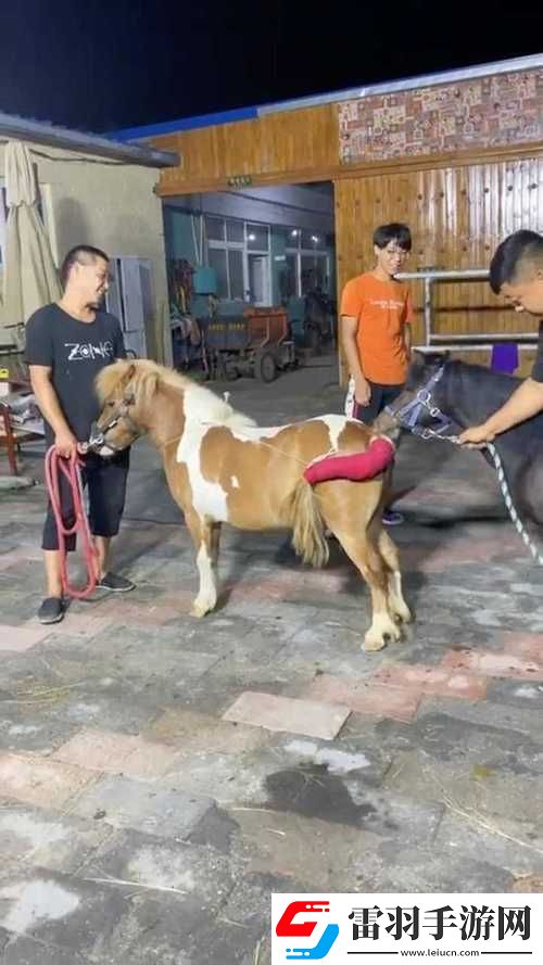 狗配人怎樣配馬配人呢圖片