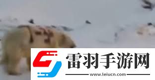 北極熊身上的神秘涂鴉