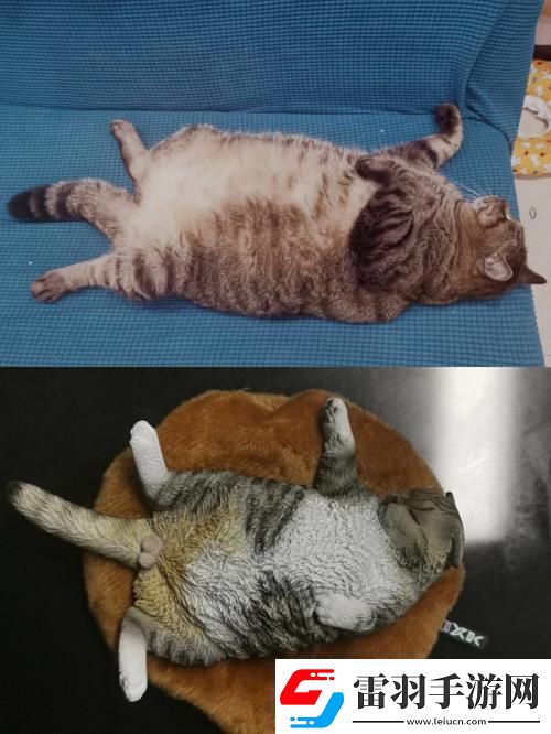 瘋狂科技潮！除了柚子貓和玩偶